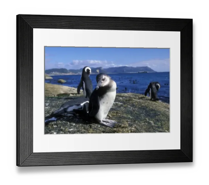 Framed Print : South Africa, Simons Town, Jackass Penguin along rocky coastline (Spheniscus