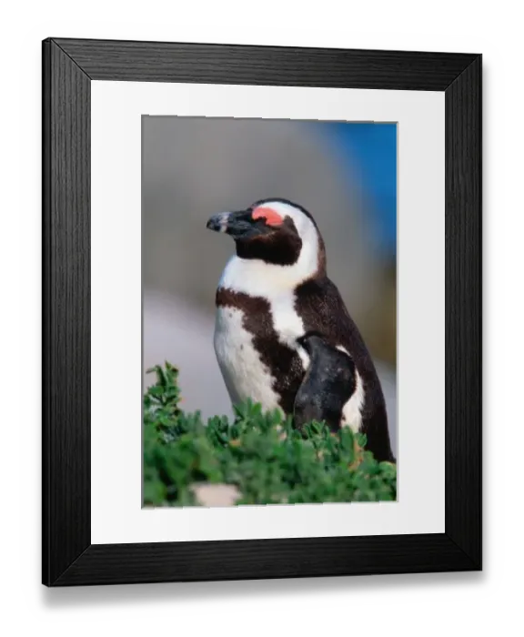 Framed Print : South Africa, Simons Town. Sleeping Jackass Penguin (Phalacrocorax capensis)
