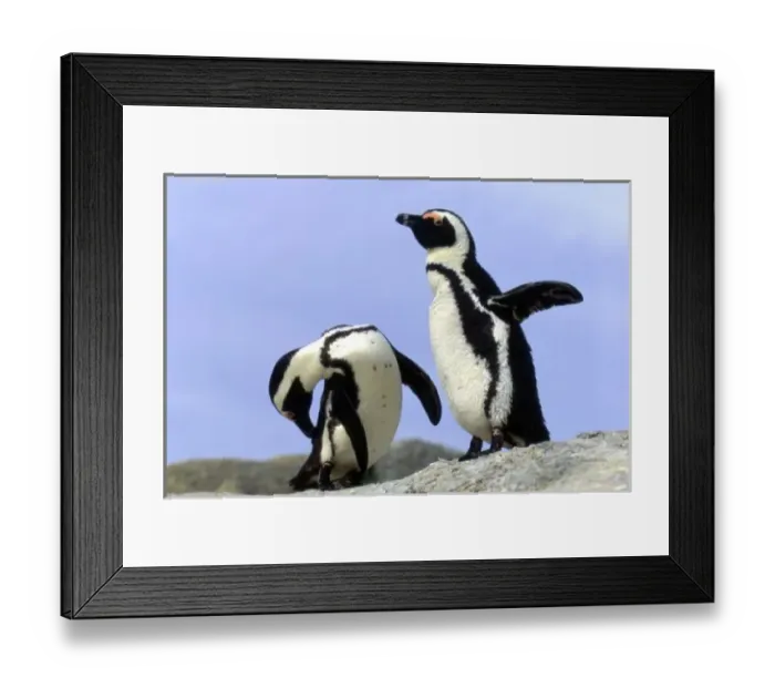 Framed Print : South Africa, Simons Town. Jackass Penguins (Phalacrocorax capensis) on top of rock Framed Print : South Africa, Simons Town. Jackass Penguins (Phalacrocorax capensis) on top of rock