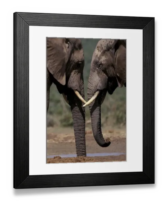 Framed Print : South Africa, Kalahari-Gemsbok NP, Gemsbok at Sunrise Framed Print : South Africa, Kalahari-Gemsbok NP, Gemsbok at Sunrise