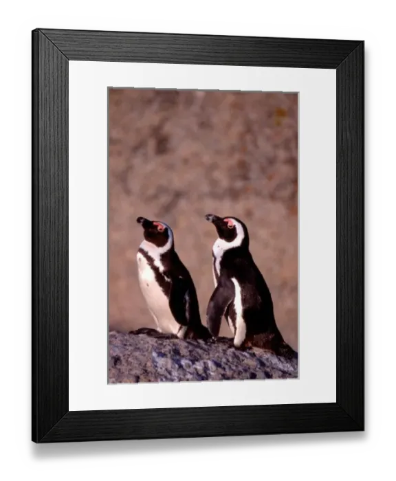 Framed Print : South Africa, Simons Town. Jackass Penguins (Phalacrocorax capensis) on the rocks