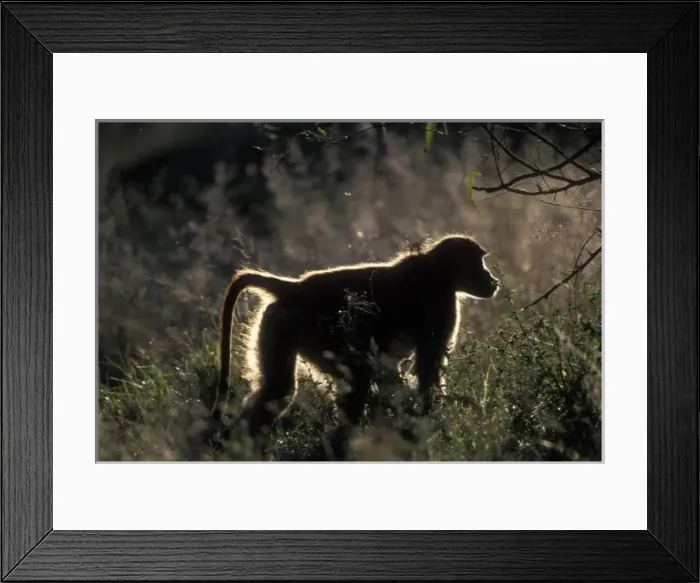 Framed Print : South Africa, Pilanesburg Game Reserve, Chacma Baboon (Papio ursinus) lit by setting Framed Print : South Africa, Pilanesburg Game Reserve, Chacma Baboon (Papio ursinus) lit by setting