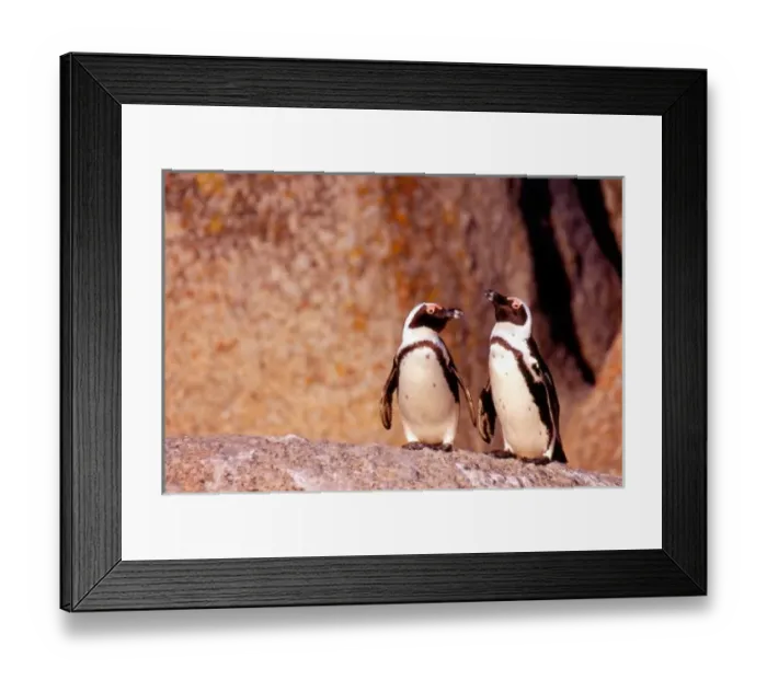 Framed Print : South Africa, Simons Framed Print : South Africa, Simons