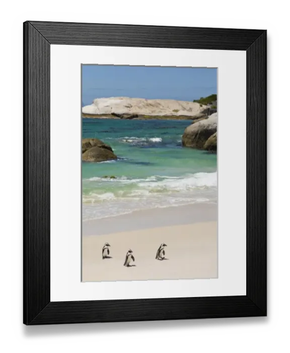 Framed Print : Penguins at Boulders Beach, Simons Town, South Africa