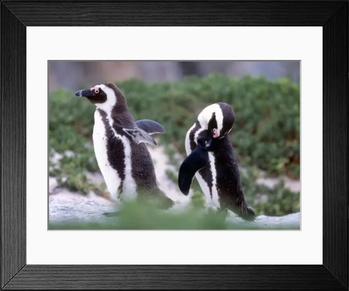 Framed Print : South Africa, Simons Town. Grooming Jackass Penguins (Phalacrocorax capensis) Framed Print : South Africa, Simons Town. Grooming Jackass Penguins (Phalacrocorax capensis)