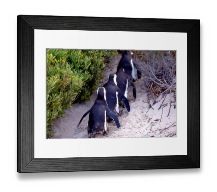 Framed Print : South Africa, Simons Town. Follow the leader. Jackass Penguins (Phalacrocorax capensis) Framed Print : South Africa, Simons Town. Follow the leader. Jackass Penguins (Phalacrocorax capensis)