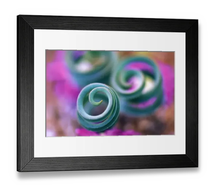 Framed Print : South Namaqualand, Curled lily leaves. Credit as: Nancy Rotenberg / Jaynes Gallery Framed Print : South Namaqualand, Curled lily leaves. Credit as: Nancy Rotenberg / Jaynes Gallery