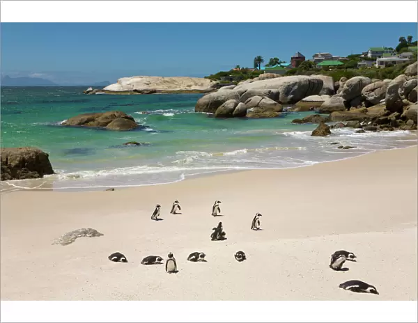 Penguins at Boulders Beach, Simons Town, South Africa