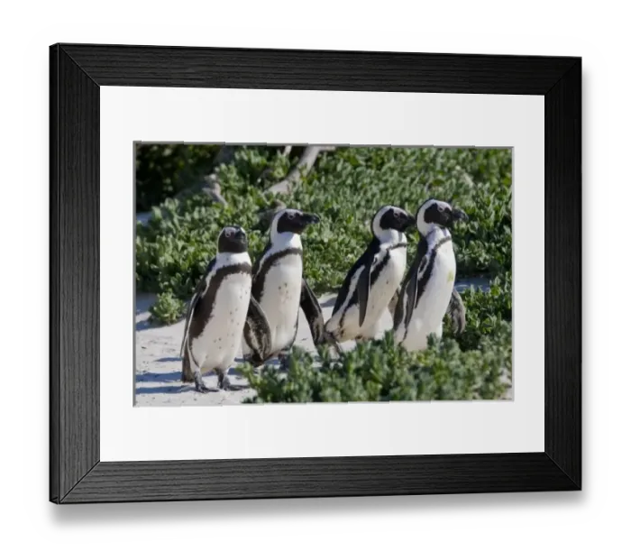Framed Print : African Penguins, formerly known as Jackass Penguins, at Boulders beach near Cape Town Framed Print : African Penguins, formerly known as Jackass Penguins, at Boulders beach near Cape Town