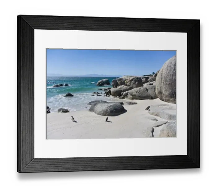 Framed Print : African Penguins, formerly known as Jackass Penguins, at Boulders beach near Cape Town Framed Print : African Penguins, formerly known as Jackass Penguins, at Boulders beach near Cape Town