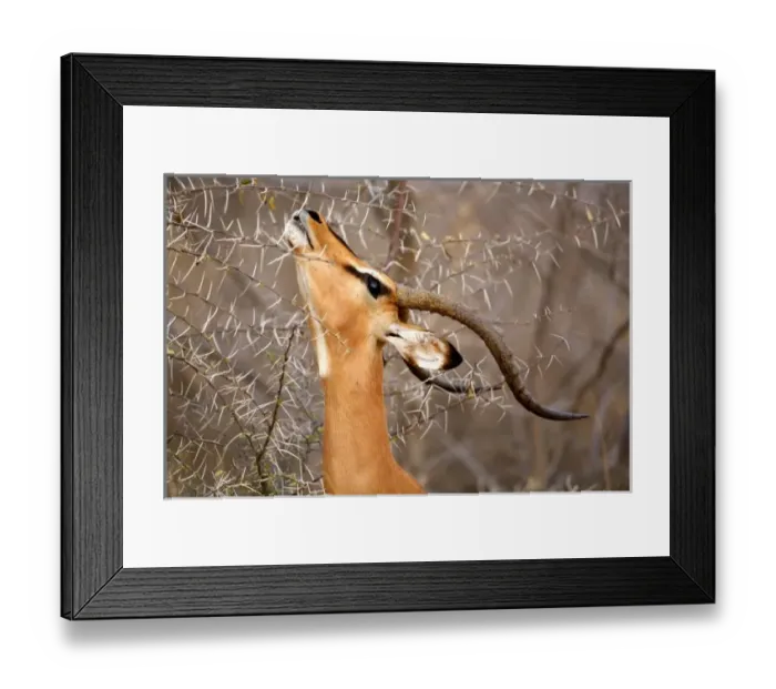 Framed Print : Namibia, Etosha NP. Black Faced Impala (Aepyceros melampus petersi). Adult browsing Acacia Thorn Framed Print : Namibia, Etosha NP. Black Faced Impala (Aepyceros melampus petersi). Adult browsing Acacia Thorn