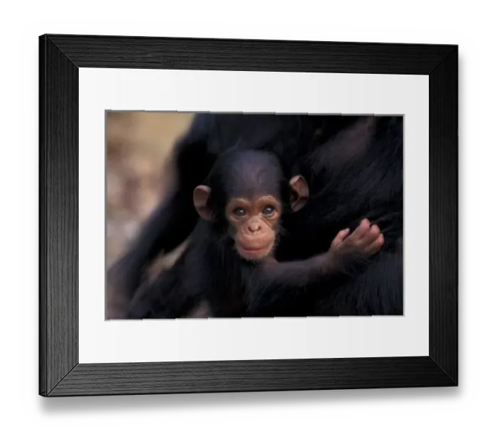 Framed Print : Africa, Tanzania, Gombe Nat l Park, Flirt, a 3-week-old chimpanzee (Pan troglodytes) Framed Print : Africa, Tanzania, Gombe Nat l Park, Flirt, a 3-week-old chimpanzee (Pan troglodytes)