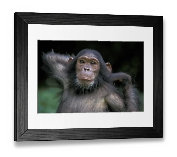 Framed Print : Africa, East Africa, Tanzania, Gombe National Park, Chimpanzee young female, Gaia Framed Print : Africa, East Africa, Tanzania, Gombe National Park, Chimpanzee young female, Gaia