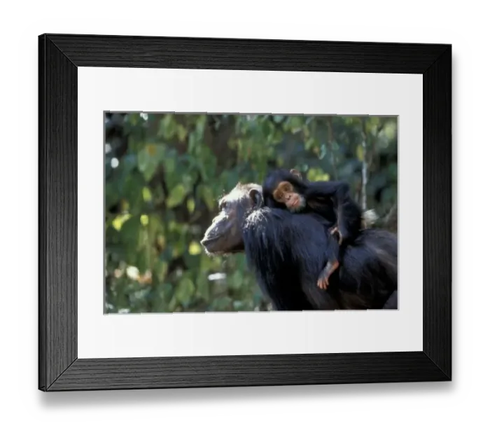 Framed Print : AFRICA, Tanzania, Gombe NP, Chimpanzees. Female chimp with infant riding on her back