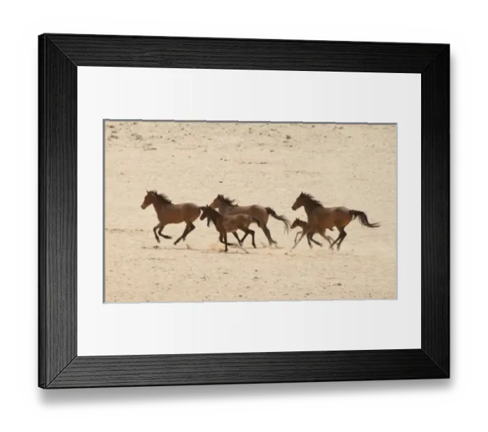 Framed Print : Namibia, Aus. Group of running wild horses on the Namib Desert Framed Print : Namibia, Aus. Group of running wild horses on the Namib Desert