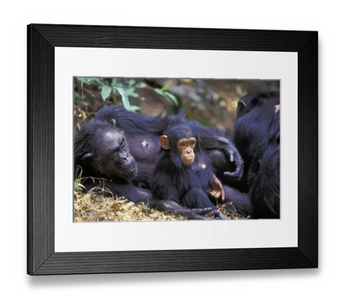 Framed Print : Africa, East Africa, Tanzania, Gombe NP Female chimpanzee (Pan troglodytes) Fifi Framed Print : Africa, East Africa, Tanzania, Gombe NP Female chimpanzee (Pan troglodytes) Fifi