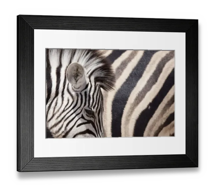 Framed Print : Namibia, Etosha National Park. Details of two zebras Framed Print : Namibia, Etosha National Park. Details of two zebras