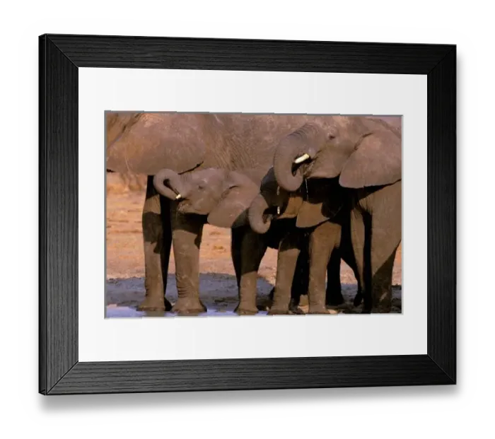 Framed Print : Africa, Tanzania, Tarangire National Park. African Elephant (loxodonta africana)