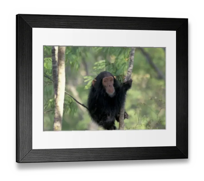 Framed Print : Africa, East Africa, Tanzania, Gombe NP Infant male chimpanzee (Pan troglodytes) Framed Print : Africa, East Africa, Tanzania, Gombe NP Infant male chimpanzee (Pan troglodytes)