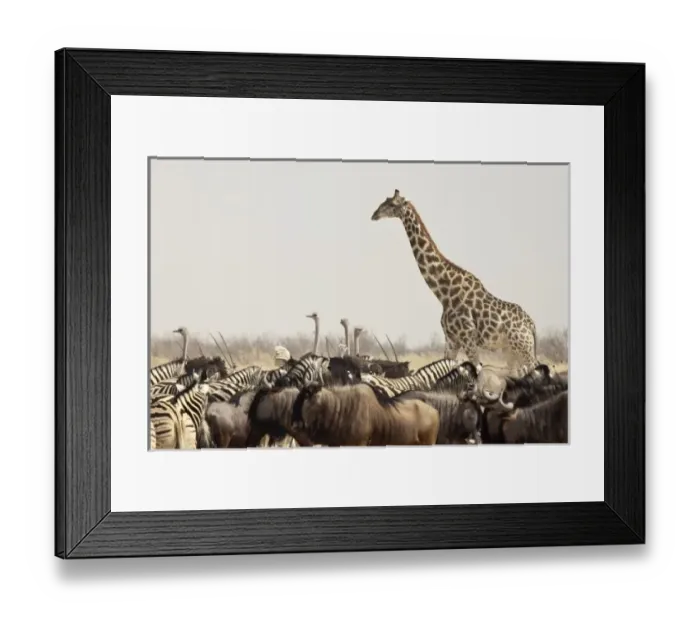Framed Print : Namibia, Etosha Framed Print : Namibia, Etosha