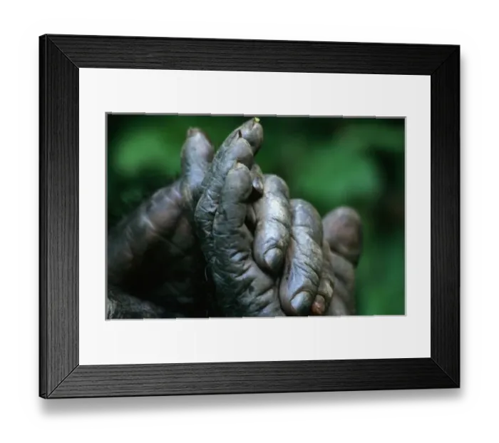 Framed Print : AFRICA, Tanzania, Gombe Nat l Park, Male Chimpanzee clasps his foot Framed Print : AFRICA, Tanzania, Gombe Nat l Park, Male Chimpanzee clasps his foot