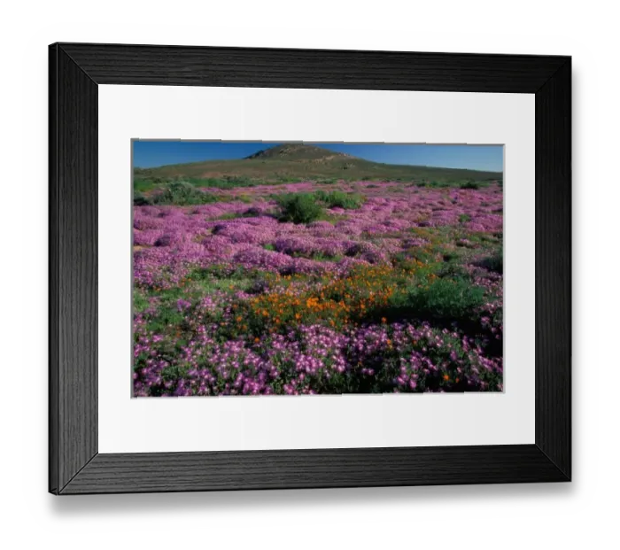 Framed Print : Africa, South Africa, Namaqualand, Orange and purple daisies Framed Print : Africa, South Africa, Namaqualand, Orange and purple daisies