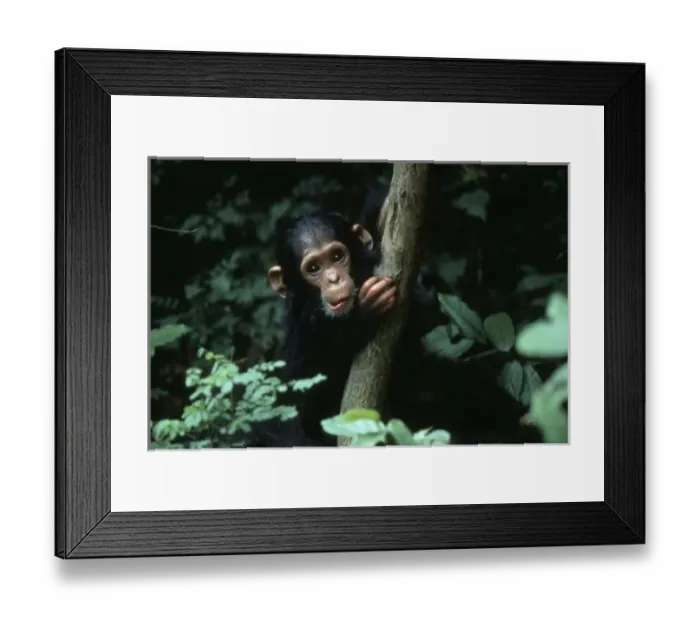 Framed Print : Africa, East Africa, Tanzania, Gombe National Park, Chimpanzee. Infant female chimp, Flirt Framed Print : Africa, East Africa, Tanzania, Gombe National Park, Chimpanzee. Infant female chimp, Flirt
