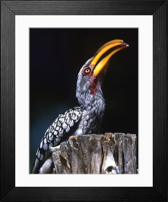Framed Print : South Kruger National Park. Yellow-billed hornbill on tree stump