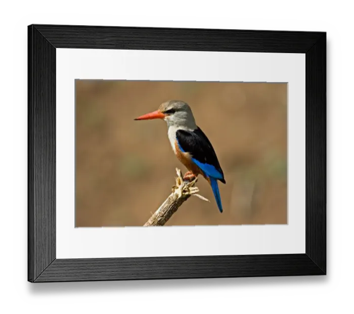 Framed Print : Africa, Tanzania, Grey-headed Kingfisher (Halcyon leucocephala)