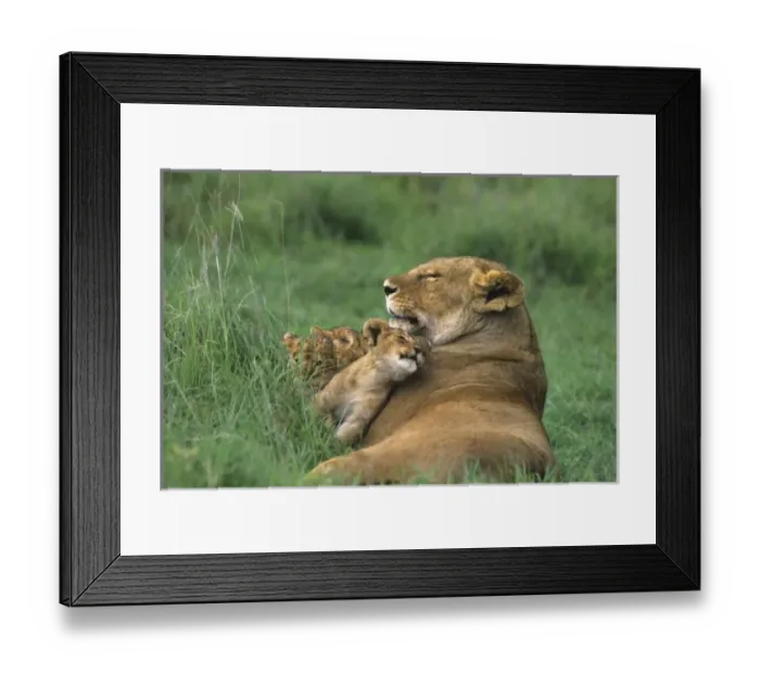 Framed Print : Tanzania, Ngorongoro Crater. African lion mother and three cubs