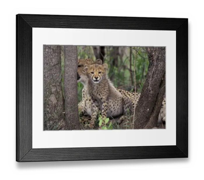 Framed Print : Africa, South Africa
