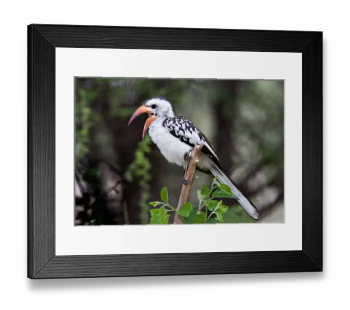 Framed Print : Africa, Tanzania, Red-billed Hornbill (Tockus erythrorhynchus) Framed Print : Africa, Tanzania, Red-billed Hornbill (Tockus erythrorhynchus)