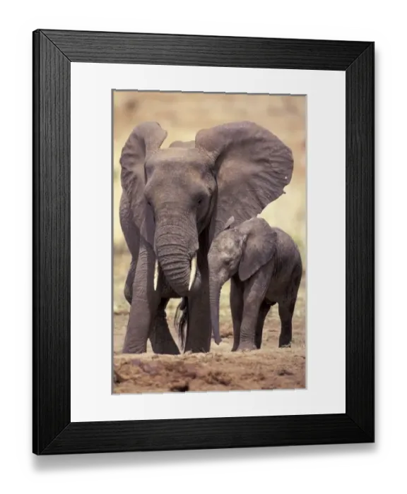 Framed Print : Africa, Tanzania, Tarangire National Park. African elephants (Loxodonta africana) Framed Print : Africa, Tanzania, Tarangire National Park. African elephants (Loxodonta africana)