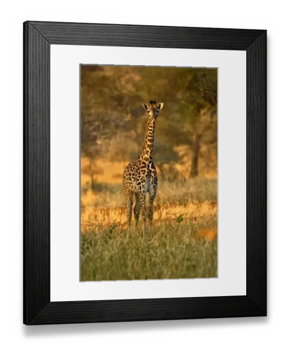 Framed Print : Juvenile Giraffe, Giraffa camelopardalis tippelskirchi, Tarangire National Park, Tanzania Framed Print : Juvenile Giraffe, Giraffa camelopardalis tippelskirchi, Tarangire National Park, Tanzania