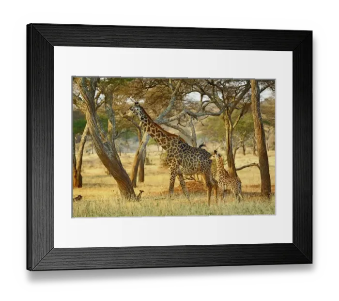 Framed Print : Africa, Tanzania Framed Print : Africa, Tanzania