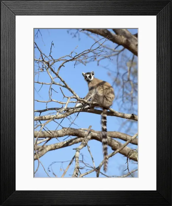 Framed Print : Ring-tailed Lemur (Lemur catta) warming in tree in morning sun, Berenty Lemur Reserve Framed Print : Ring-tailed Lemur (Lemur catta) warming in tree in morning sun, Berenty Lemur Reserve