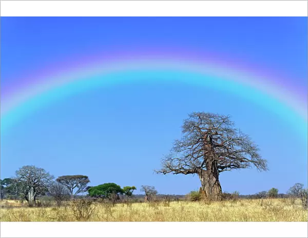 Rainbow and African baobab tree, Adansonia digitata, Tarangire National Park, Tanzania