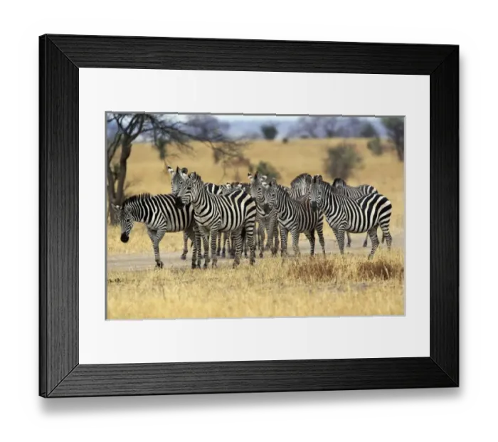 Framed Print : Burchells Zebra