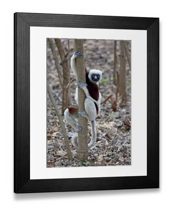 Framed Print : Madagascar, Ankarafantsika Reserve; Ampijoroa; Coquerels Sifaka (Propithecus Framed Print : Madagascar, Ankarafantsika Reserve; Ampijoroa; Coquerels Sifaka (Propithecus