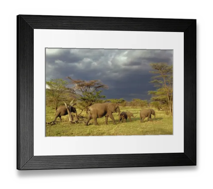 Framed Print : Africa, Tanzania Framed Print : Africa, Tanzania
