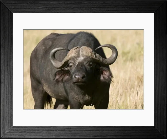 Framed Print : Cape Buffalo (Syncerus