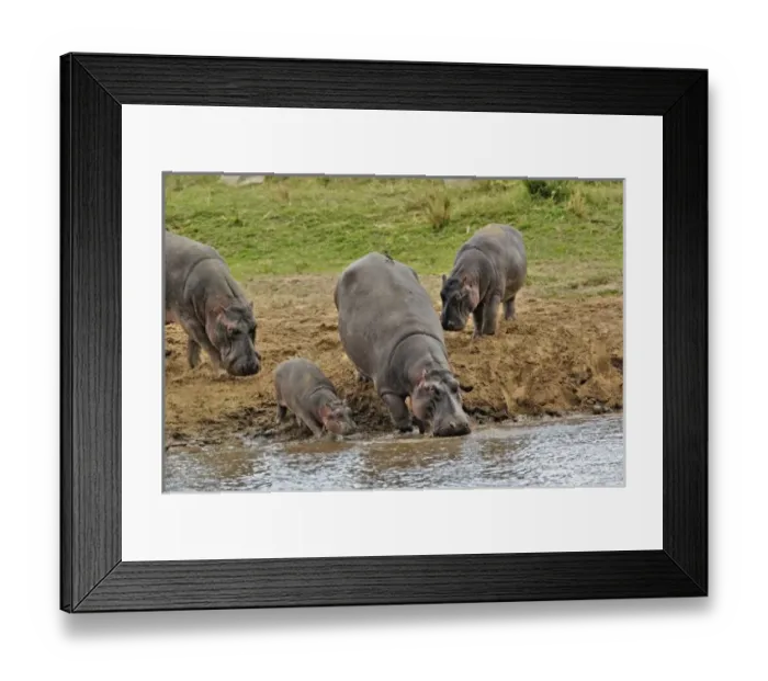Framed Print : Hippopotamus, Hippopotamus Framed Print : Hippopotamus, Hippopotamus