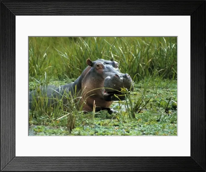 Framed Print : Africa, Kenya, Masai Mara NR. A mother hippo and her petite baby relax a marsh in