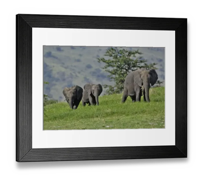 Framed Print : Female African Elephant with baby, Loxodonta africana, Serengeti National Park, Tanzania