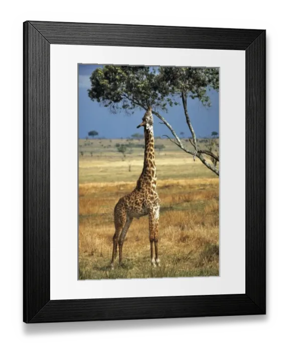 Framed Print : Africa, Kenya