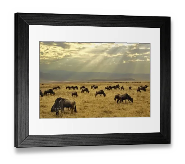 Framed Print : Sunbeams and Wildebeest Framed Print : Sunbeams and Wildebeest