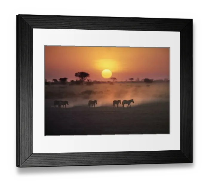 Framed Print : Africa, Kenya, Amboseli NP. Zebra walk to the watering hole as the sun sets in Amboseli Framed Print : Africa, Kenya, Amboseli NP. Zebra walk to the watering hole as the sun sets in Amboseli