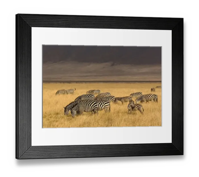 Framed Print : Burchells Zebra Framed Print : Burchells Zebra