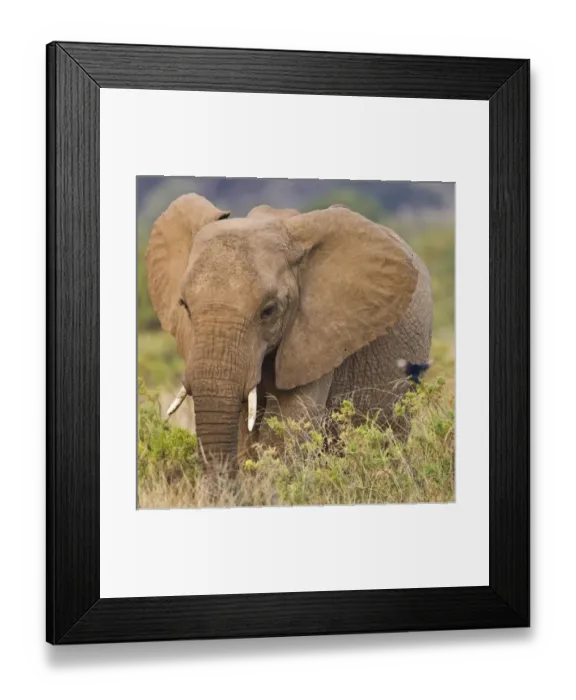 Framed Print : Africa, Kenya Framed Print : Africa, Kenya