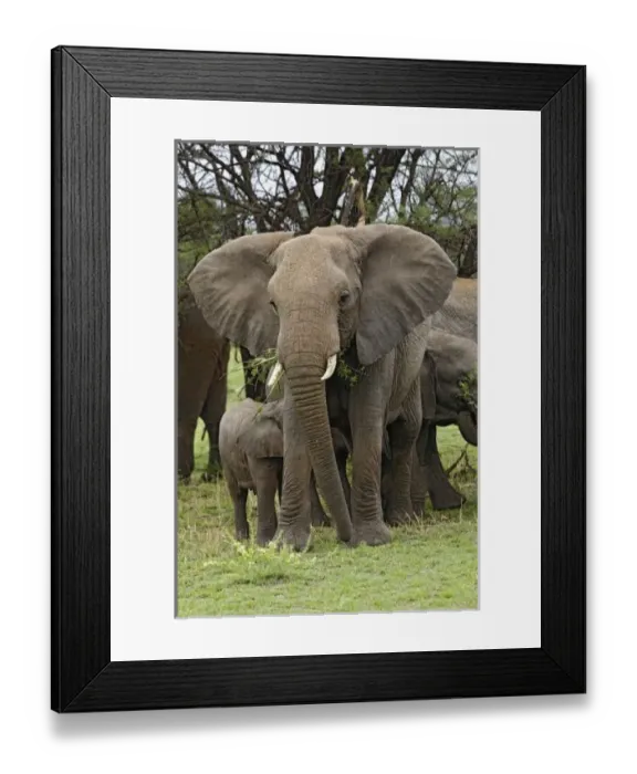 Framed Print : Africa, Tanzania Framed Print : Africa, Tanzania
